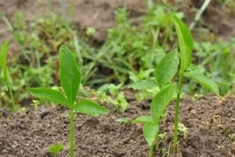 红壤旱地花生栽种技术 花生怎么施肥比较好