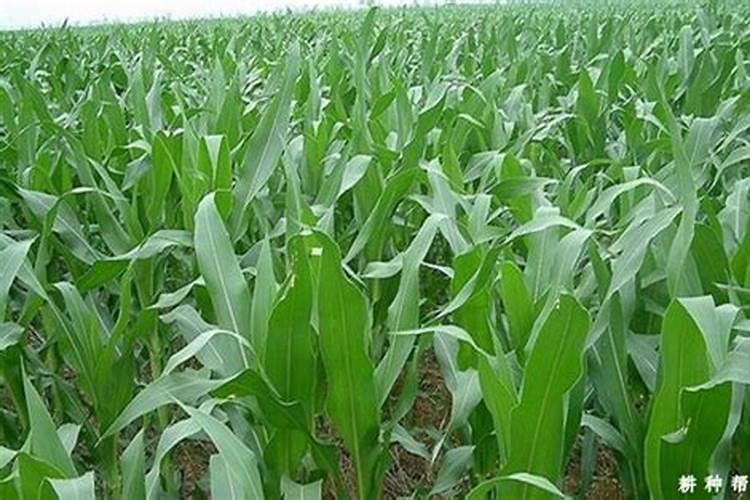 玉米攻苞肥什么时候施 使用哪些肥料好