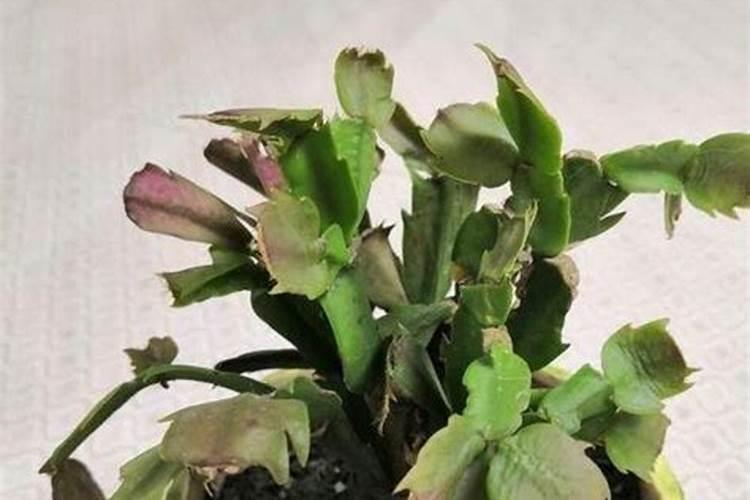 蟹爪兰用什么肥料开花快？