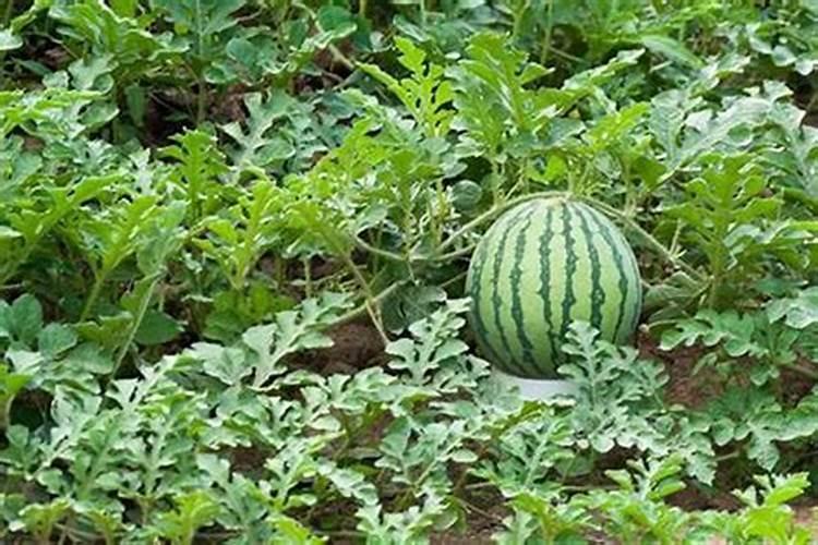 芥菜的病虫害防治措施有哪些