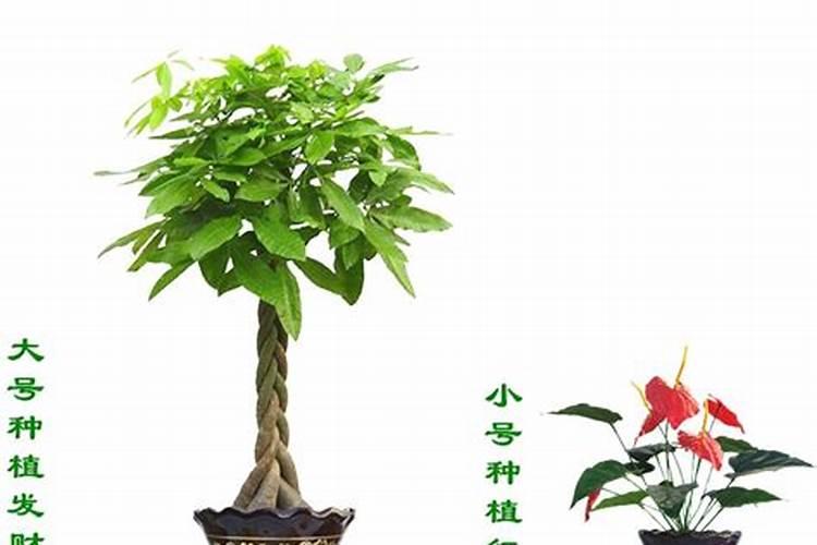盆栽发财树施什么肥料最好