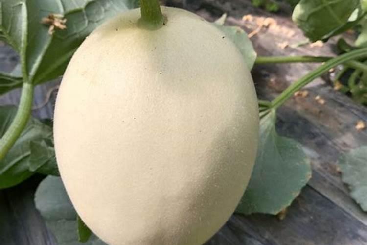 香瓜膨果期用什么肥料？