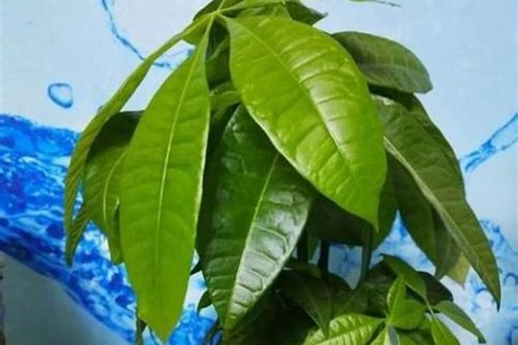 发财树根茎变细了会死吗？求专家!!!