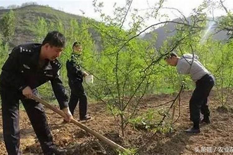 花椒树施肥方法