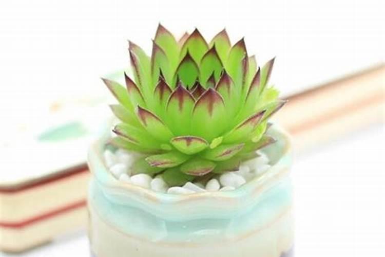 移栽室内植物多久施肥 室内植物什么时候需要施肥？