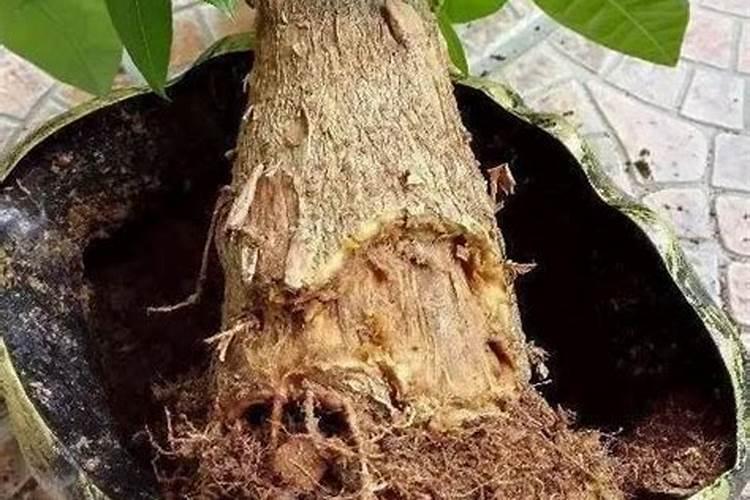 促进植物生根的肥料是钾肥还是磷肥