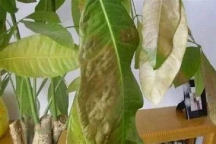 钾肥和磷肥能一起用吗 如何合理使用