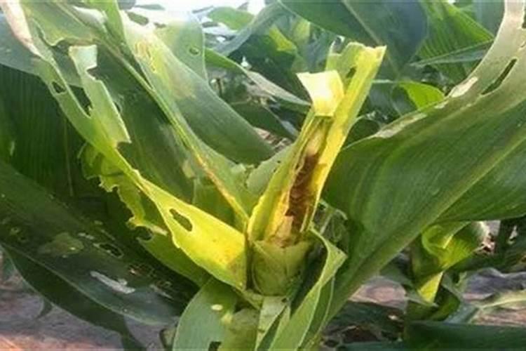 磷肥钾肥氮肥对植物有什么作用
