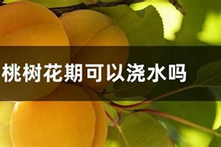 桃树花后施肥的好处 桃树花后施肥有什么好处