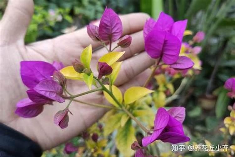 螃蟹壳如何快速沤肥并安全用于养花？