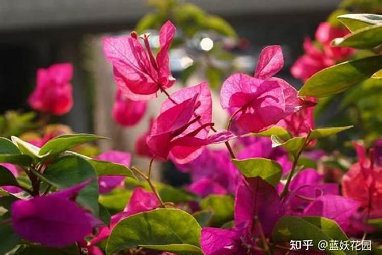 三角梅花开不断的养护技巧