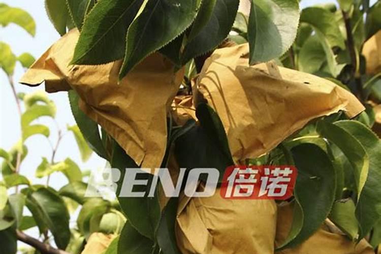 果树缺钙了用什么肥料好？有推荐的吗？