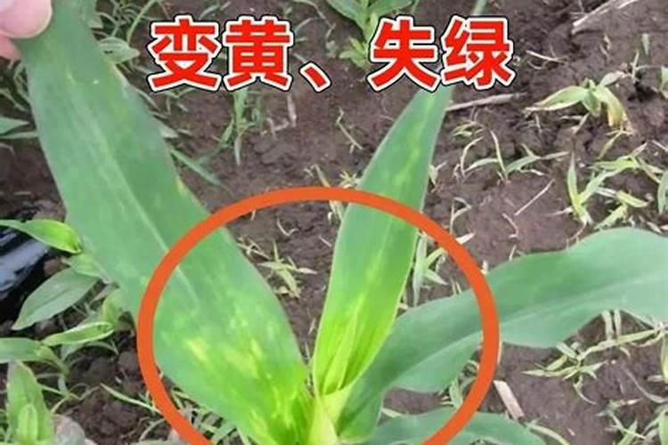 解药害哪种叶面肥最好