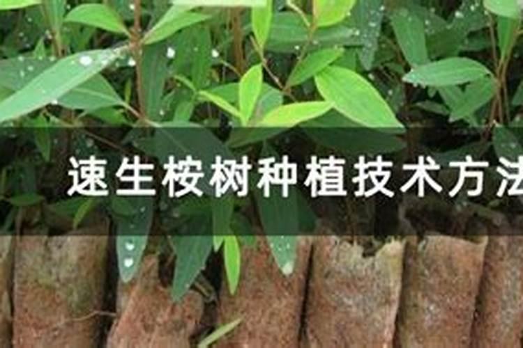 桉树种植技术和管理 种过速生桉的土地适合种什么