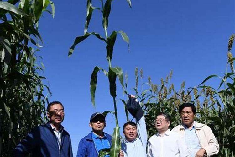 用什么钙使农作物的根增粗增长什么样的钙肥吸收利用率高