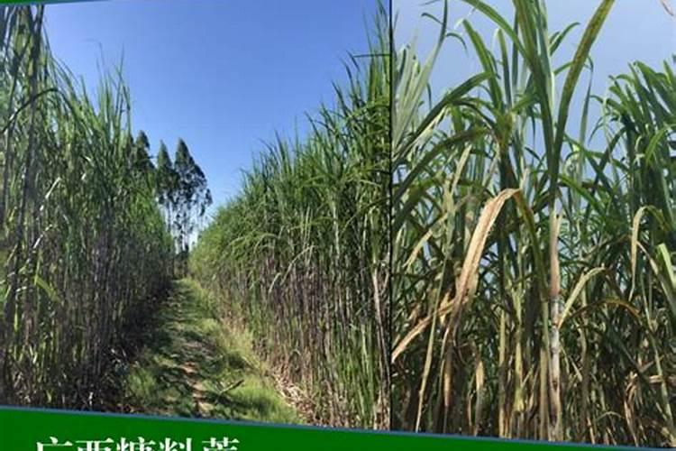 世界甘蔗种植面积