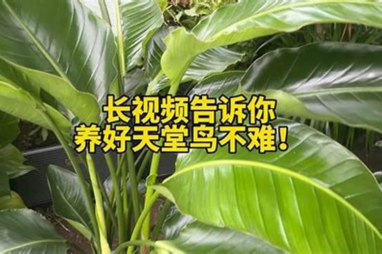 天堂鸟光长叶子不开花原因及处理方法