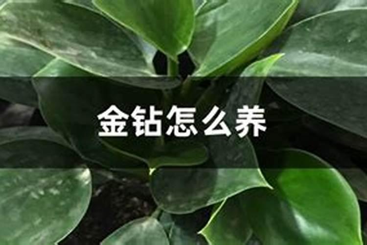 金钻施肥什么肥料最好 金钻施肥要注意什么
