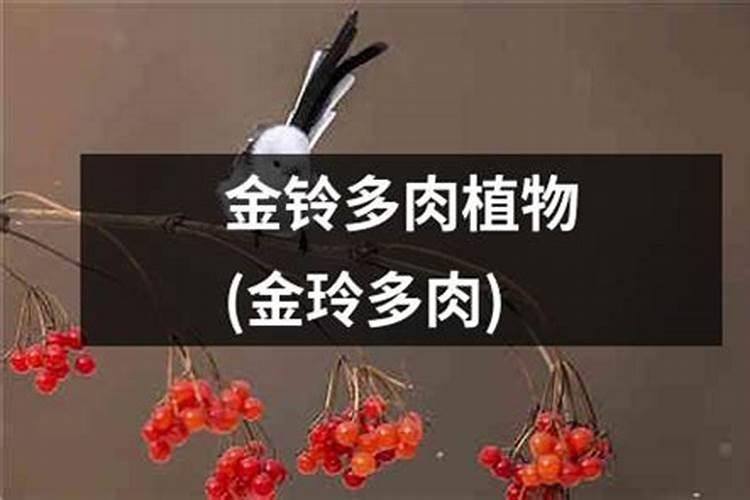 金钻的施肥方法什么肥料好？