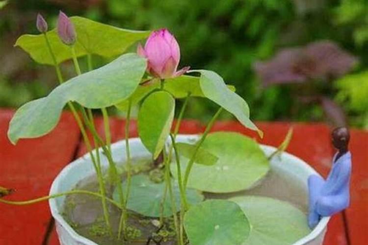 玉米几叶能用芸苔素,芸苔素多久喷一次