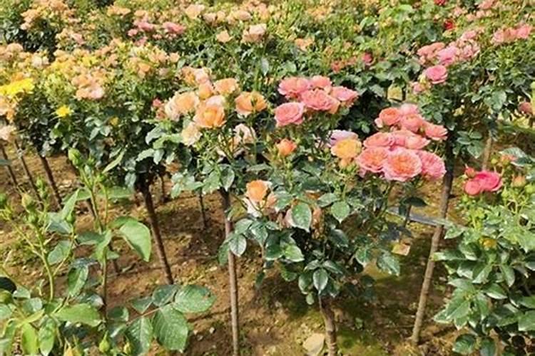尿素可以浇月季花吗