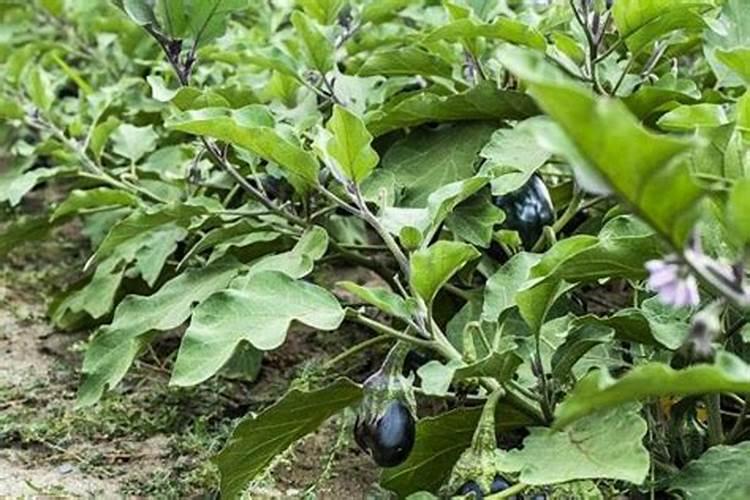 夏季露地茄子七月怎么种植 茄子水肥施用技巧