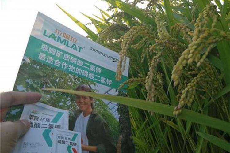 水稻后期灌浆期需要用叶面肥吗？