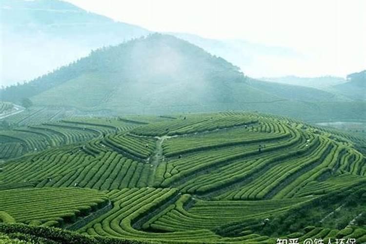 《专家支招》茶叶:抓好两重点 修剪施肥不能免