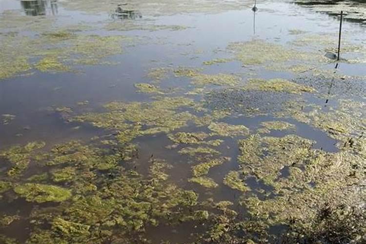 碳酸氢铵能杀青苔吗