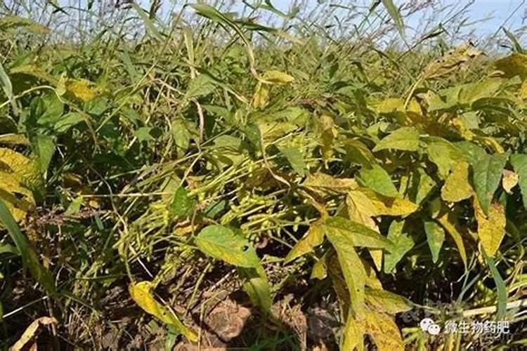 大豆底肥施用化肥怎.么配比