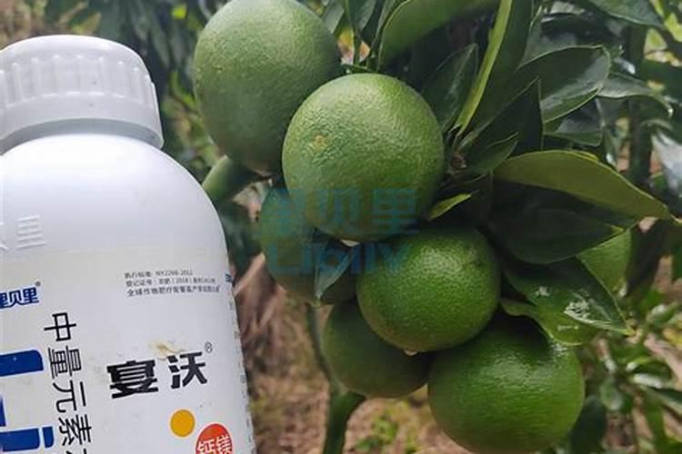 柑橘挂果用什么钙肥比较好？