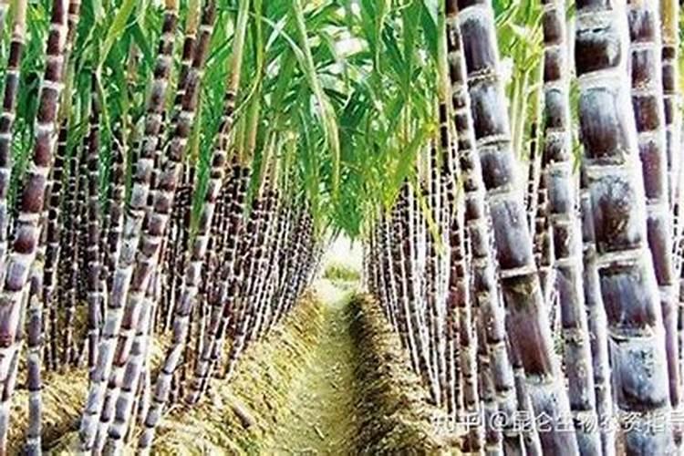 甘蔗种出来水分多但不太甜,应该怎么施肥种出来的甘蔗才最甜？