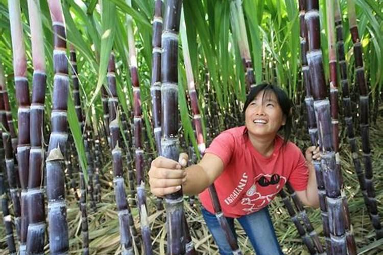 甘蔗怎样种植才能又脆又甜