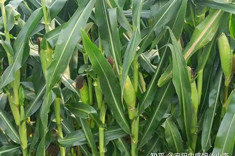 玉米施肥离根部多远好 根外施肥的最佳距离