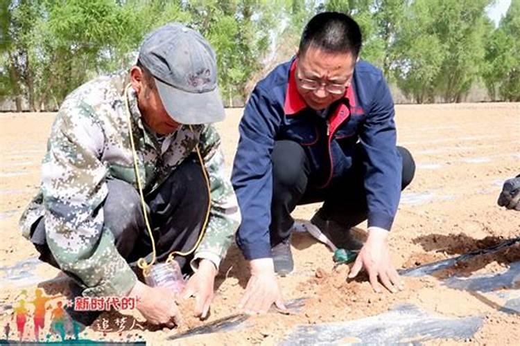 玉米喷什么叶面肥效果最好