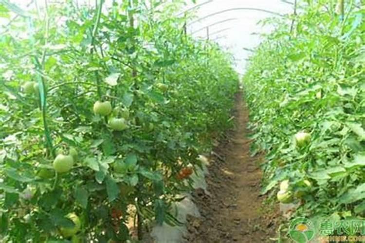 西红柿追肥用什么肥料