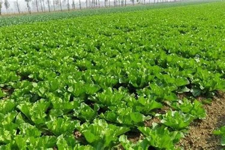 大白菜怎么做好水肥管理