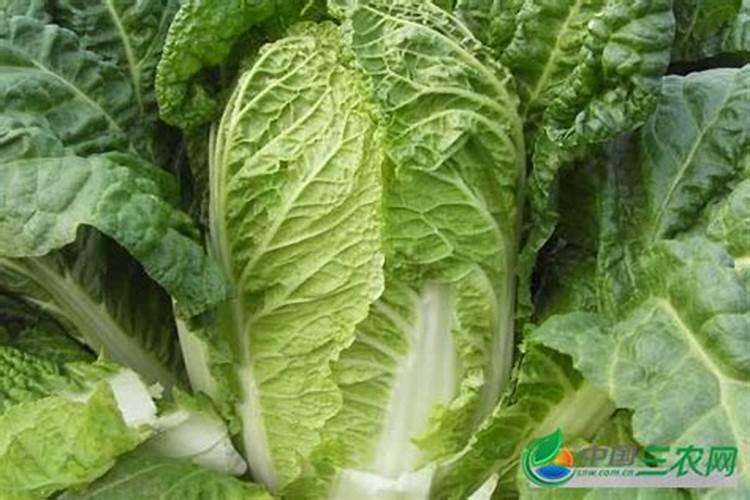 大白菜怎么做好水肥管理 白菜养殖技巧总结