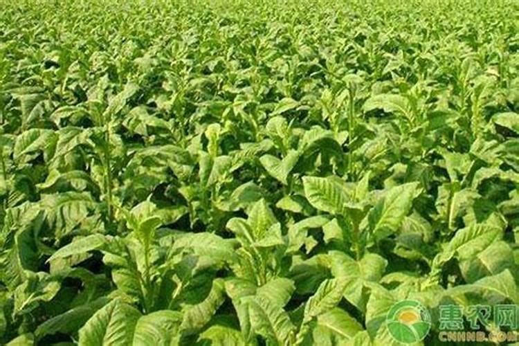 烤烟种植技术与方法