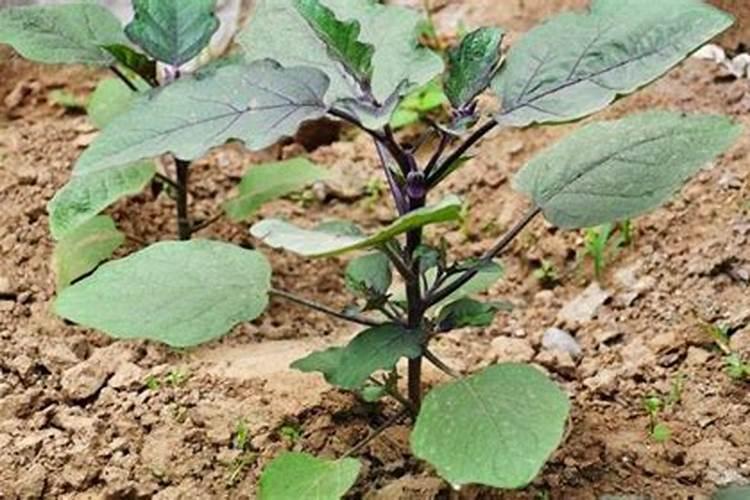 茄子施肥方法和注意事项有哪些 茄子施肥方法和注意事项