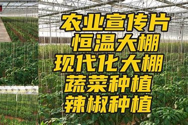 叶面专用肥有哪些种类 哪种叶面肥效果更好