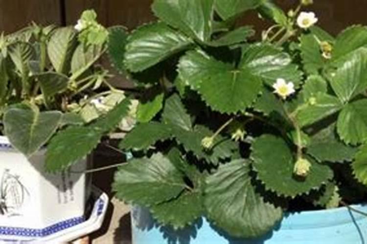 大棚草莓打叶面肥上午打还是下午打好
