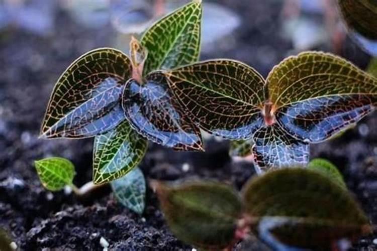 御贵草金线莲种植施肥需要注意什么事项？