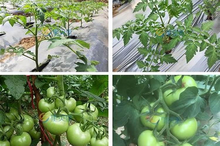 巧棵力水溶肥里面钾的成分高吗,膨果效果怎么样？
