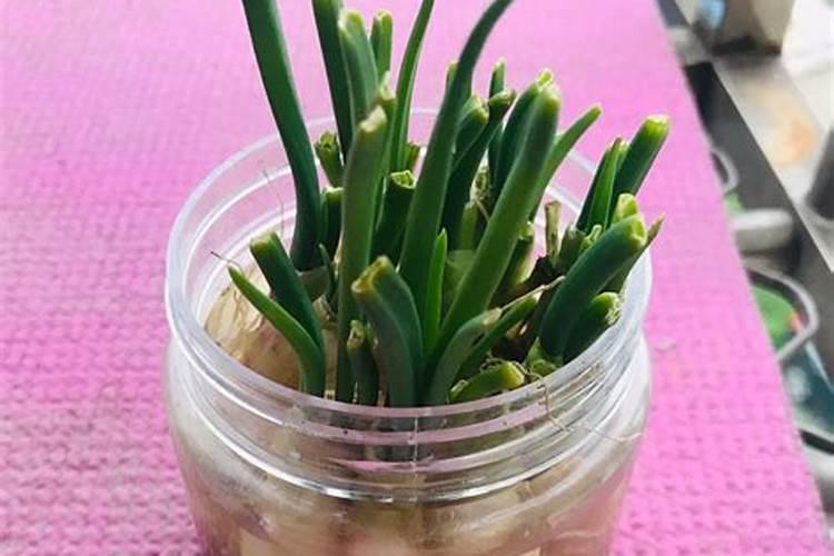 水培小葱简单步骤