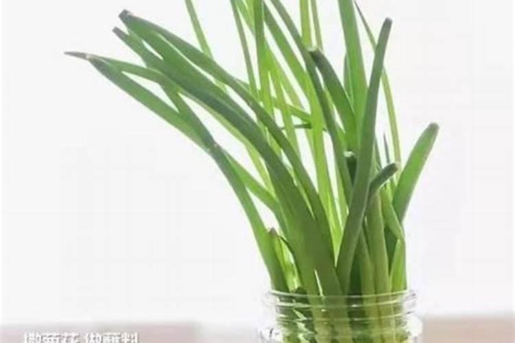 买回来吃的葱花怎么种