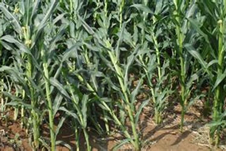 钾肥是什么肥料 植物缺少钾肥会怎么样