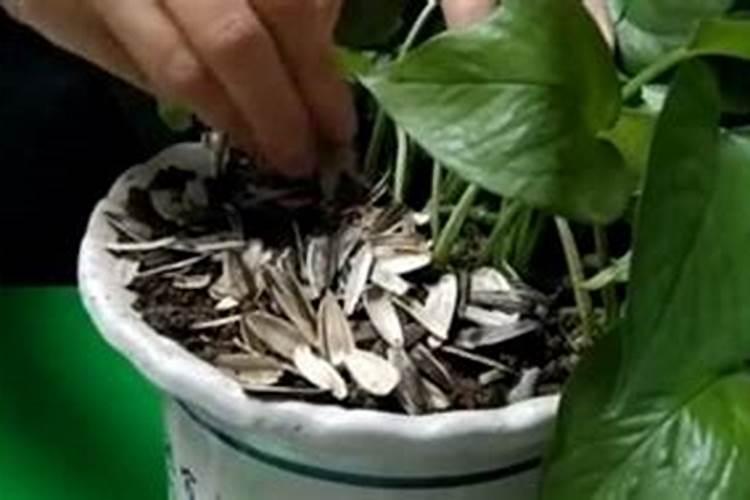 花盆里能施化肥吗？