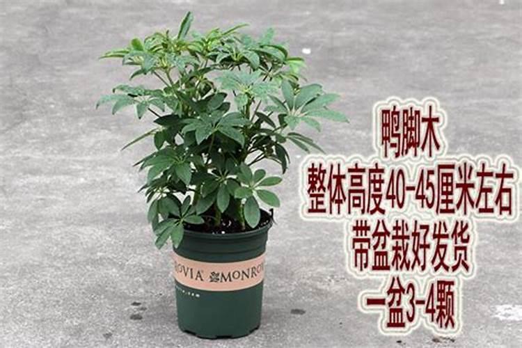 桑葚熬糖正宗做法