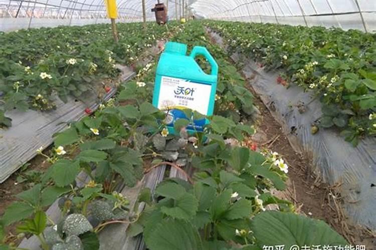 草莓追肥用什么肥料最好